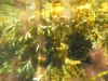 p1000836